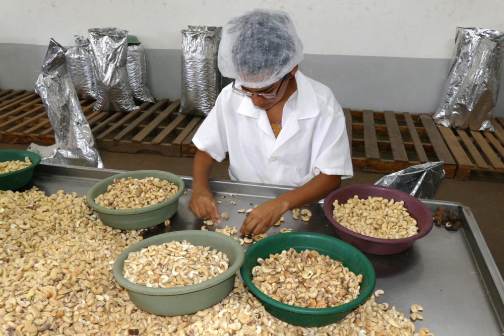 Cashews werden nach 4 verschiedenen Sorten von einer Frau in Schüsseln sortiert