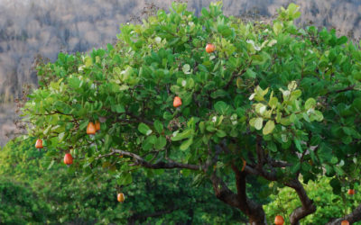 Acajú – der Cashewbaum und seine Verbreitung
