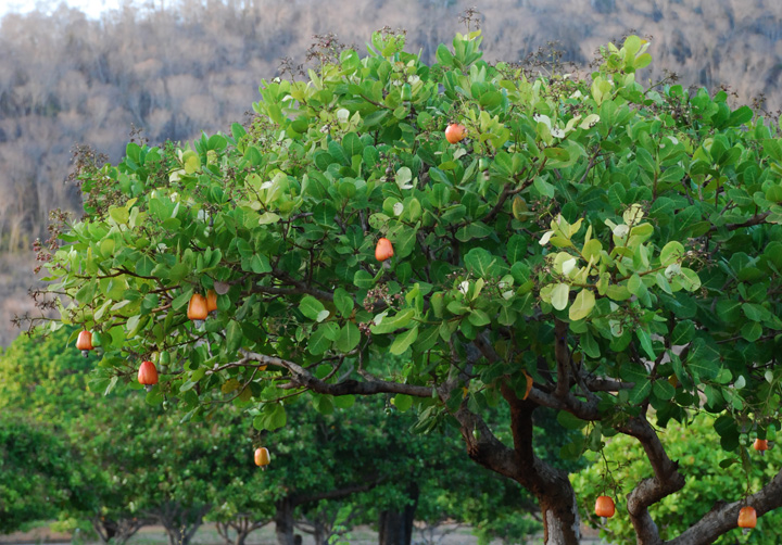 Grosser Cashewbaum mit Cashewfrüchten