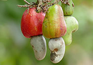 cashews am Baum